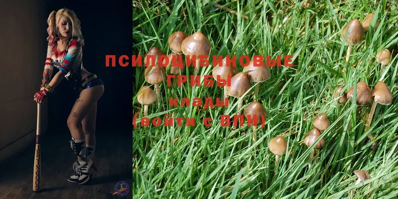 купить   Хилок  Псилоцибиновые грибы Psilocybe 